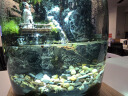 丘辰苔藓微景观养鱼生态瓶diy办公室内桌面绿植摆件花卉盆栽生日礼物 翠微松（实木底座） 晒单实拍图