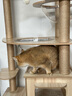 乐妃大型猫爬架猫架子猫窝猫树一体双太空舱豪华猫咪别墅城堡 实拍图