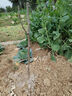 冰糖脆枣树苗沾化冬枣树苗特大枣苗冰糖枣果树苗耐寒南北方种植 8年枣树苗当年结果超多 实拍图