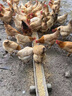 徽千方活力多维维生素电解多维兽用微量元素鸡鸭牛羊猪用畜禽饲料添加剂 1袋【500g/袋】 实拍图