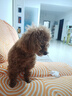 爵加均衡营养狗粮 幼犬成犬全犬期犬粮 鸭肉牛肉配方2.5kg 实拍图