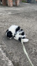 普安特宠物狗狗猫咪微量元素片防异食癖啃土吃草挑食补氨基酸微量元素片 实拍图