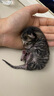 派乐特 猫奶瓶幼猫新生宠物幼犬狗狗喂奶器小猫奶嘴猫咪用品 针管喂奶器 实拍图
