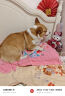 中型犬驱虫套装去跳蚤进口滴剂1支+犬心保M1粒        实拍图