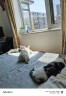 普安特宠物猫咪洗耳液耳螨狗狗滴耳液猫耳朵清洁耳垢臭痒漂护理液尔加分 实拍图