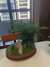 瀚林怡景（HANLINYIJING）文竹盆栽山水盆景植物室内客厅桌面办公室绿植花卉云竹四季常青 文竹-紫砂盆 实拍图