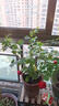 坤卉【养死补发】阳台盆栽月季花四季开花玫瑰花树苗耐寒耐旱灌木月季 实拍图