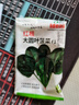 四季蔬菜种子大全菠菜香菜生菜油麦菜苋菜鸡毛菜芹菜矮脚黄蔬菜籽 红根菠菜种子1包约1100粒 实拍图