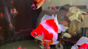 意品鱼缸刷磁力刷玻璃擦清洗神器擦缸器无死角刷子水族箱清理清洁工具 大号 【适合壁厚18MM以内】 实拍图