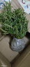 【带根土带花苞】重瓣太阳花苗宿根绿植花卉盆栽四季开花庭院阳台 【5-10个颜色】20棵苗 不含盆 实拍图