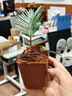 佰花锦新中式铁树小盆栽好养耐活四季常青办公室室内桌面精致小盆景 精品苗铁树宝宝原生盆X1 整体高度11-20cm 实拍图