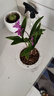 劉閣蘭花七彩香水石斛兰花冬带花苞好养绿植浓香型石斛花卉盆栽绿植驱蚊 3苗七彩石斛没叶艺 配水培盆 实拍图