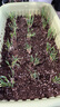 寿禾 蔬菜苗活苗带土发货大全菜苗种苗秋冬各种秧苗山东寿光苗子阳台 [目前紫色不明显]紫根韭菜根苗100棵带200g肥 实拍图
