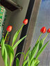 耘淘郁金香种球水培5度球花卉绿植种子土培植物水养盆栽室内室外耐寒 庄园红 红色印象5球+2包肥料 实拍图
