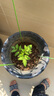 德沃多肥料植物营养土通用25L带肥料养花土种菜花卉盆栽多肉土有机基质土 实拍图