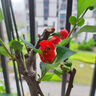 原生长寿冠海棠花盆栽四季开花树苗花卉植物室内盆景老桩耐寒好养 9年海棠【分支多 花苞多】 不含盆 实拍图
