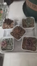多肉植物自选套餐系列组合搭配花卉盆栽绿植精品多肉新手入门 姬胧月2-3厘米 送盆土 实拍图