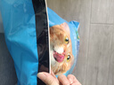 喜跃猫粮 成猫英短美短全猫种通用全价猫粮 成猫海鲜味10kg 实拍图
