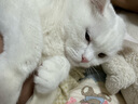 迈阿咪（miamormao）迈阿密猫罐头汤罐主食营养补水成猫幼猫零食湿粮骗水猫罐头 汤罐12罐:【鸭+鱼+鸡各4罐】 实拍图