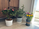 【莎之槿园艺】杜鹃花苗盆栽带花苞四季开花不断室内观花卉绿植植物老桩大棵好养 特大盆粉色杜鹃花+仿木桶盆+底托(带花苞发 含盆 实拍图