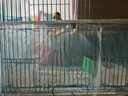 OSKV鹦鹉鸟笼防溅罩防撒食防飞毛笼防溅洒罩鸟笼网纱笼防罩衣玄凤虎皮 L【两片装】 晒单实拍图