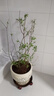 特大果高产蓝莓苗带土发货蓝莓树苗南方北方种植盆栽地栽当年结果 7年苗（当年结果多多） 40cm(含)-50cm(不含) 实拍图