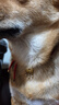 东方森草宠物狗狗沐浴露猫咪浴液除臭留香幼犬泰迪比熊金毛 山茶花400ml(推荐毛发脆弱犬猫) 实拍图