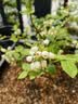 虹越（HONGYUE）蓝莓果苗盆栽苗 南方北方庭院阳台种植果树苗HN 【果大易养】“沃农”1加仑 实拍图