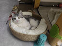 泰格宠物猫窝四季通用夏季藤编猫抓板超大号垫子编织猫咪狗狗睡觉宠物用品 藤编猫耳窝+奶白棉垫+奶白抱枕 小号【适合7斤内】 实拍图