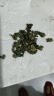 福东海 桑叶茶300克 霜打桑葚叶新鲜霜后冻干老桑树叶冻桑叶干茶叶 实拍图
