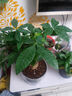发财树盆栽大植物室内办公室桌面客厅小盆景招财树苗绿植花卉盆栽 大单杆发财树 11-14cm【原盆】 【送肥料】 实拍图