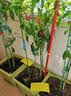 九品祥粘虫板黄板 菜地果园大棚诱果蝇粘虫纸蓟马黑虫小飞虫大号50张 实拍图