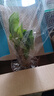 发财树盆栽大植物室内办公室桌面客厅小盆景招财树苗绿植花卉盆栽 小单杆发财树 3-5cm【原盆】 【送肥料】 实拍图