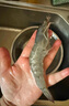 首鲜道大虾 虾 新鲜盐田大虾盐冻4斤青虾大明虾生鲜白虾 40-50规格14-16厘米 3斤(净重) 实拍图