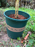 九千谷花盆加厚加仑盆兰花发财树盆栽树脂塑料大花盆6加仑*2高款3345 实拍图