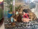 LISM鱼缸造景悬浮摆件潜孙悟空桃白白观赏饰品漂浮创意水族箱装饰 红衣悟空(带鱼线和球) 实拍图