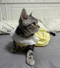 阿莫尔猫咪裙子夏季薄款猫咪衣服可爱粉色南瓜裙布偶蓝猫宠物狗狗公主裙 黄色 M 建议5-8斤  背长25cm 实拍图
