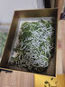 沃绣 新鲜桑叶 现摘大小蚕特嫩桑叶养蚕 蚕卵蚕宝宝食物饲料 桑苗盆栽 新鲜桑叶1斤/送结茧网 实拍图