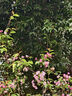 艾博尼（Ebonee）德国儿童电动牙刷4-6-12岁 小学生节日生日礼物软毛智能声波牙刷防蛀护龈C1S款粉色 国家补贴 实拍图
