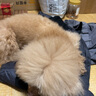 比瑞吉狗粮 小型犬成犬粮10kg 泰迪贵宾比熊博美天然粮20斤 小型犬成犬粮 实拍图