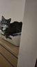 凯锐思 美短专用猫粮幼猫成猫深海鱼鱼肉猫食天然粮 【呵护毛发|体重管理】美短4斤 实拍图