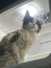 沐森堂（MUSENTANG）护毛素弹力素猫狗减少掉毛犬护毛美毛修复毛发开结防打结 250ml 实拍图