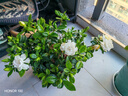 开时果 栀子花盆栽浓香型四季开花卉 阳台花卉好养绿植物源头直发包邮 仿木桶+底托【250#栀子花】 实拍图