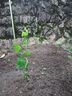 钦蜜9号百香果苗广西纯甜黄金树苗庭院盆栽种植当年结果带土四季 2颗 钦蜜九号黄金百香果 30—40cm 实拍图