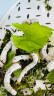 沃绣 新鲜桑叶 现摘大小蚕特嫩桑叶养蚕 蚕卵蚕宝宝食物饲料 桑苗盆栽 新鲜桑叶100g/买二包贈一包 实拍图