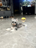 蓝氏狗粮金毛柯基拉布拉多全犬种成犬幼犬多肉蔬菜 30kg 实拍图