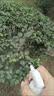 花神纪花叶康通用型花病康正品盆栽植物活性剂喷雾花卉多肉白粉黑 1瓶 实拍图