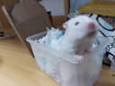 麦叮卡长毛金丝熊活体波利宠物仓鼠活物小仓鼠活体金丝鼠一公一母侏儒鼠 1只白熊【发京东快递】 实拍图