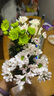 钟爱（love）云南昆明鲜花基地直发红玫瑰花斗南直批家庭水养玫瑰花活动 混色小雏菊5枝 实拍图