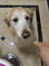 大玛仕狗粮狗零食尝鲜礼包 薄脆薯片冻干犬粮鸡肉片脆骨狗零食 烘干鸡肉干100g*1 实拍图